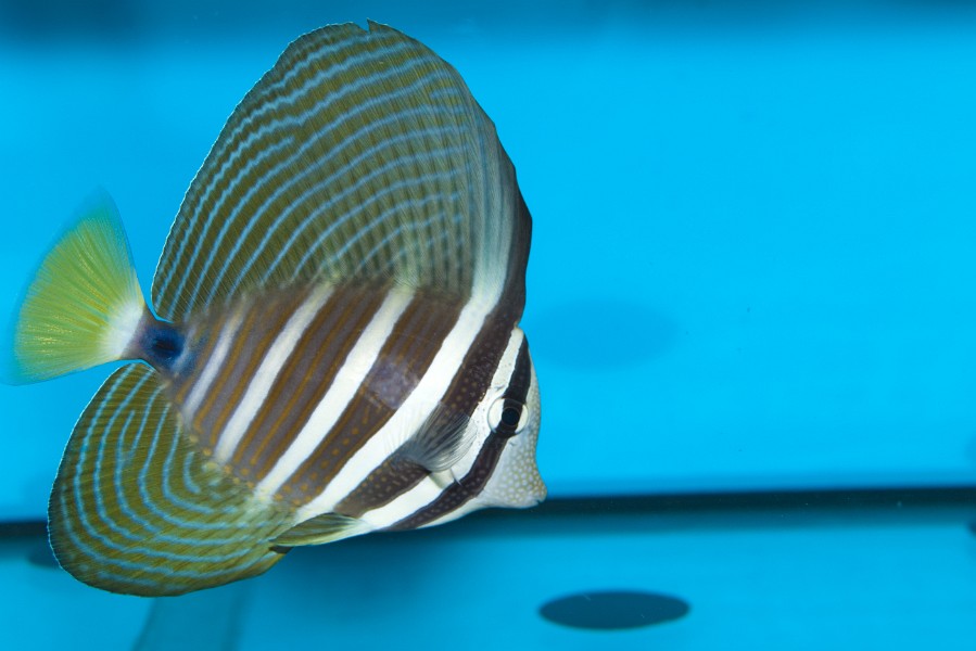 Desjardini Sailfin Tang (Zebrasoma desjardini) in Aquarium